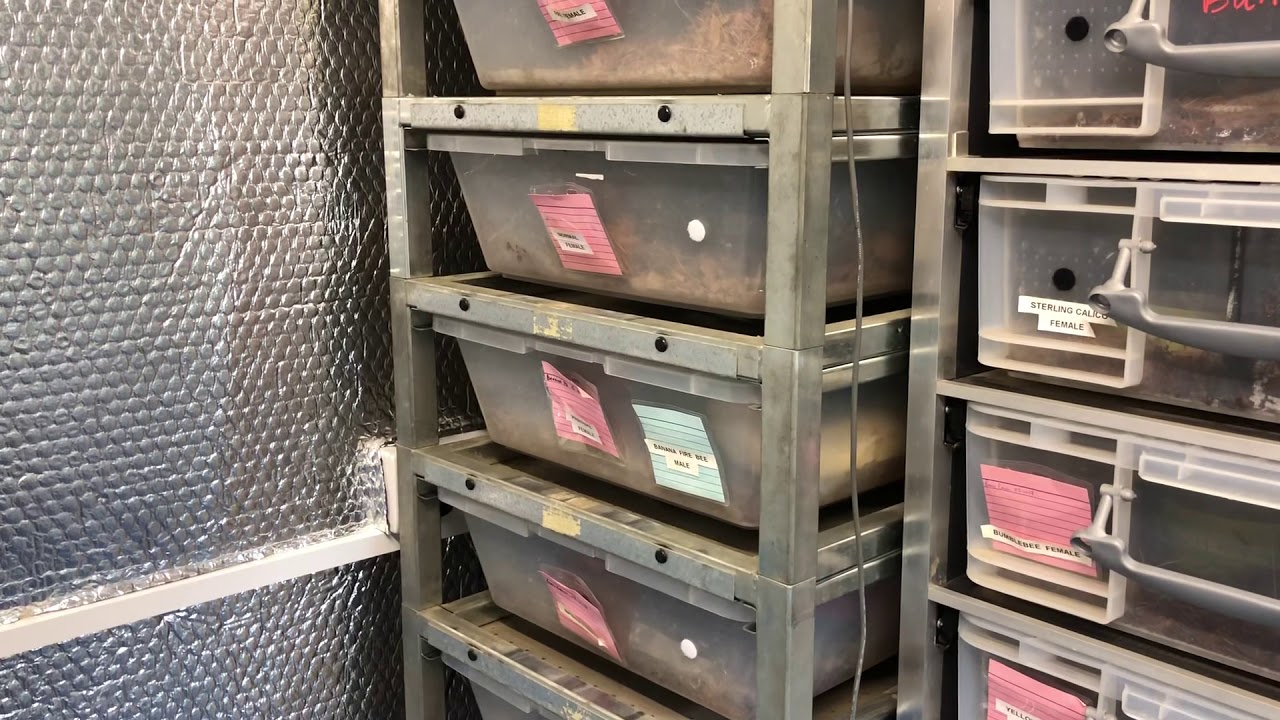 camera iphone 8 plus apk Breeding update so far....