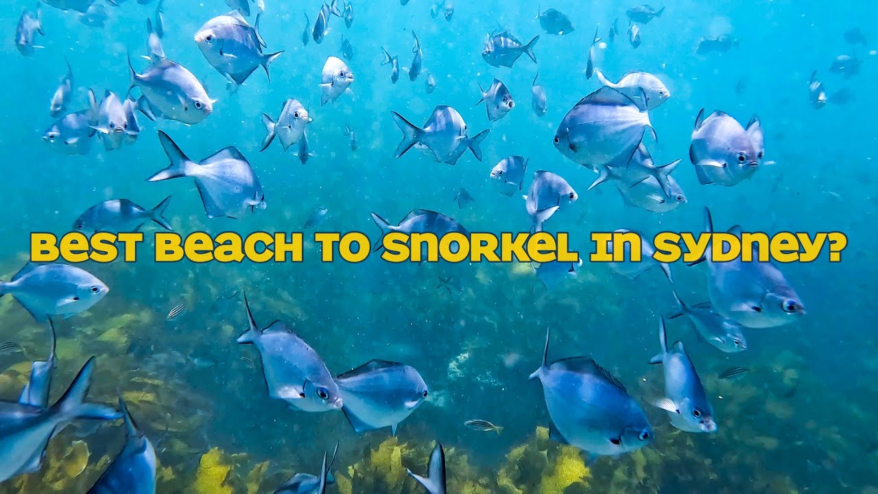 snorkeling-at-shelly-beach-4k-youtube