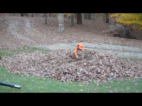 Dad Clears Leaves From Yard, Almost Faints When He Sees What’s Hiding Underneath