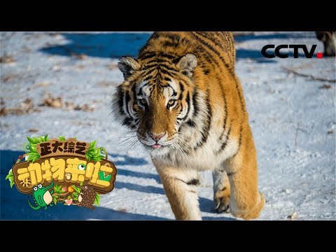 《正大综艺·动物来啦》在东北虎栖息地 走近林海雪原的守护者们 20200322 | CCTV