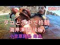 タコと蛸とたこ(水中タコ捕り)磯遊び
