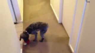 Indoor cricket with Olive the Schnoodle