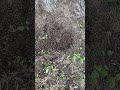 Are The Fire Ants Foraging?