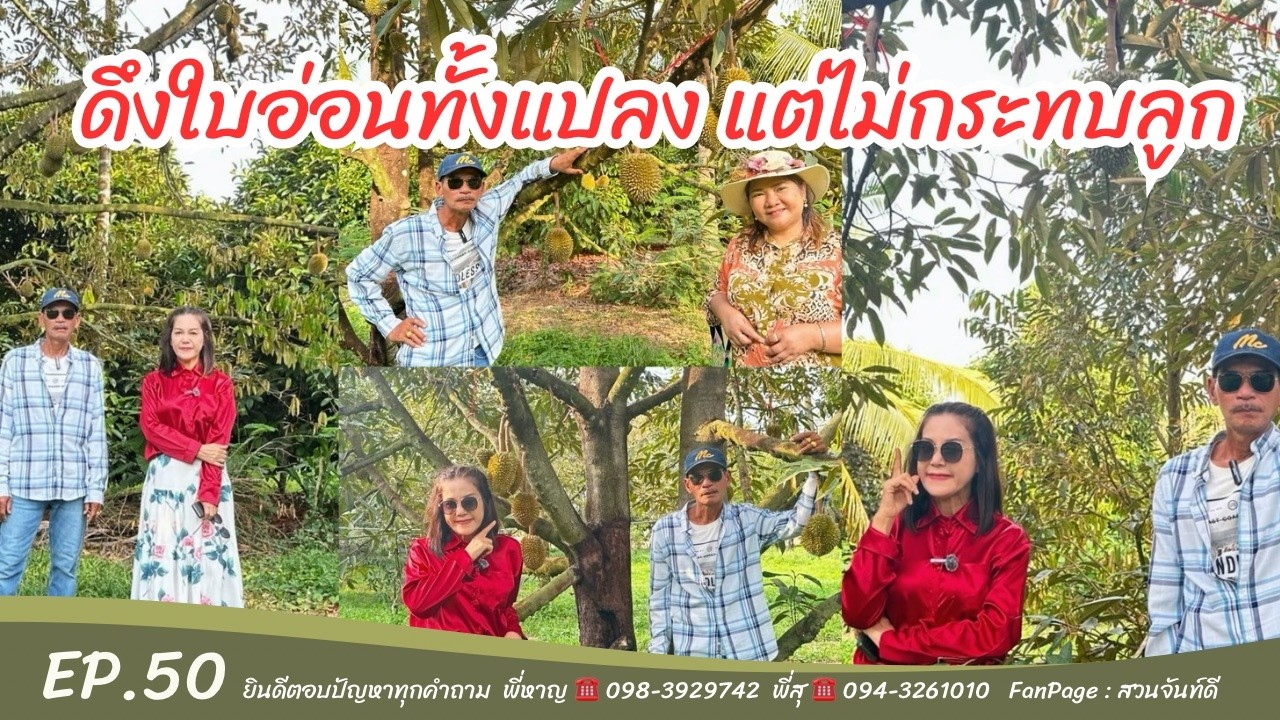 ดึงใบอ่อนทั้งแปลง แต่ไม่กระทบลูก [EP.50]