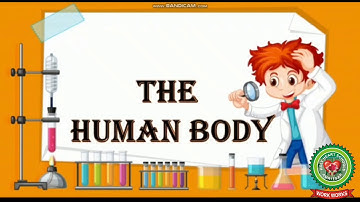 The Human Body | ( part 1)| Class 3 |Science| Holy Heart Schools