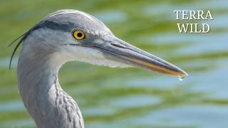 Heron – The Silent Hunter of the Wetlands | Wildlife Documentary Heron – The Silent Hunter of the Wetlands | Wildlife Documentary