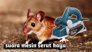 USIR TIKUS❓SUARA MESIN SERUT LISTRIK PASAH KAYU || MUSIK RELAKSASI