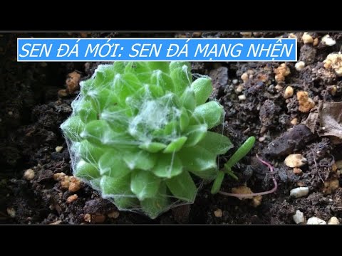 Video: Mạng nhện Houseleek là gì: Cách trồng cây mọng nước