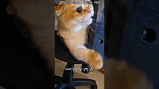 고양이가 집사를 때리는 이유🤣🐱 #고양이 #cat #shortvideo #short