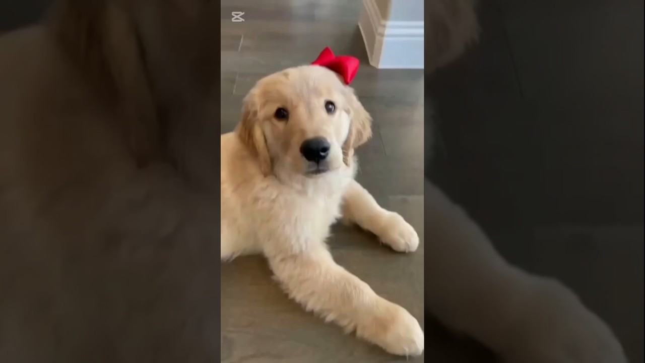 ⏰Why a Daily Routine Makes Your Dog Happier❤🐕