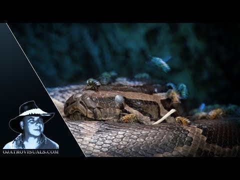 Feral Bees Arrive At Python Nest 01