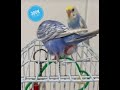 Live budgies parrot laying egg on the cage  budgies laying egg budgies layingegg short birds