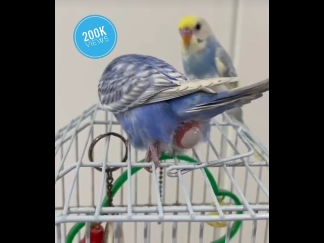 Live budgies parrot laying egg on the cage | budgies laying egg #budgies #layingegg #short #birds class=