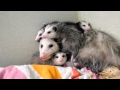 Opossum Babies getting too big for Mother,  "Opossum, Dr. Kenneth Jones Animal Hospital."