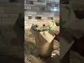 Mi pasión es el baile