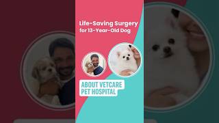 Life-Saving Surgery for a 13-Year-Old Dog | VetCare Pet Hospital
