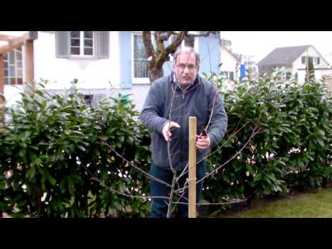 Video: Einen Jungen Garten Beschneiden