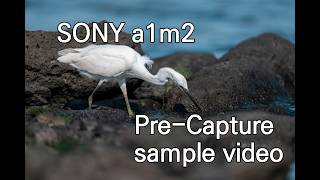 SONY a1m2 pre-capture