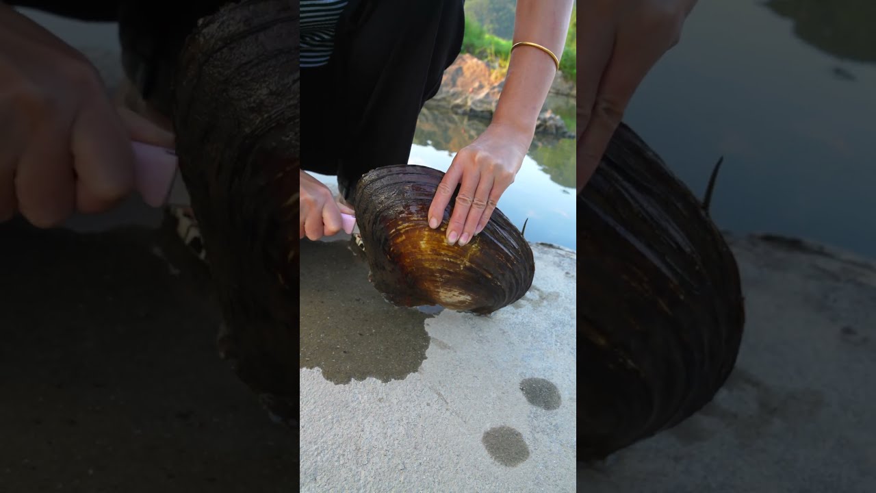  Snakes And Pearls Hidden In Clams