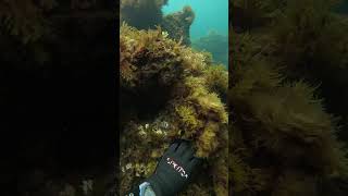 Sargo al acecho #fishing #apnea