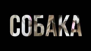 Костюм собаки на взрослых. Ростовые куклы Костюм собаки на взрослых. Ростовые куклы