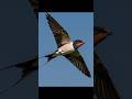 Facts about swallow bird #shorts #facts #swallow #bird