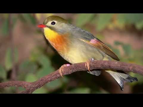 CHANT DU ROSSIGNOL