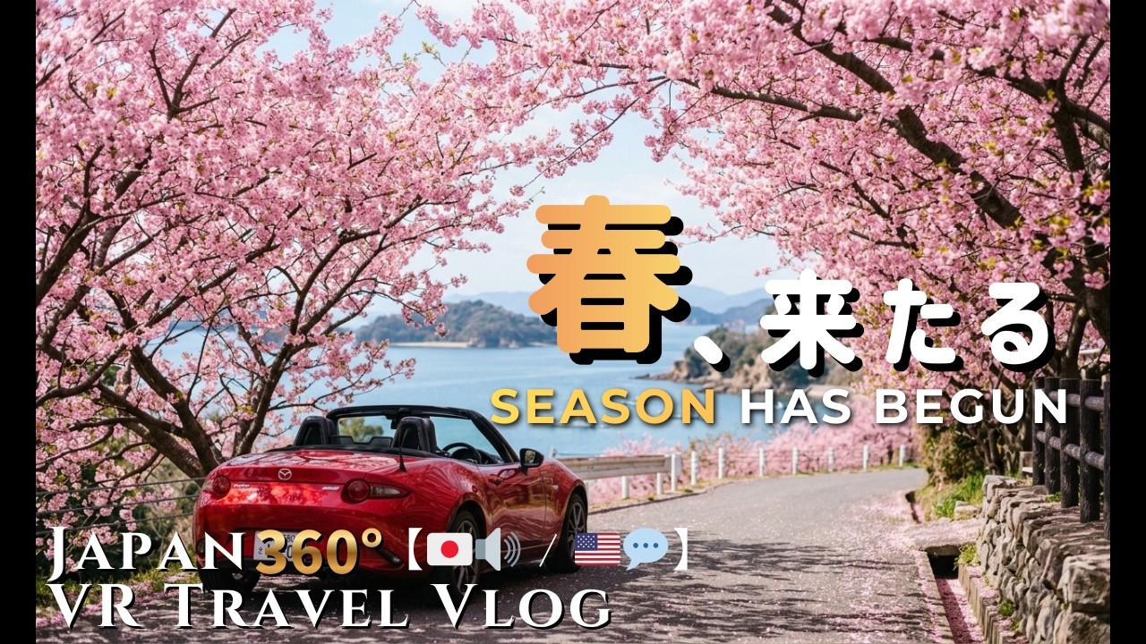 日本語春、来たる。瀬戸内の河津桜ドライブ【360° VR】呉市安浦町