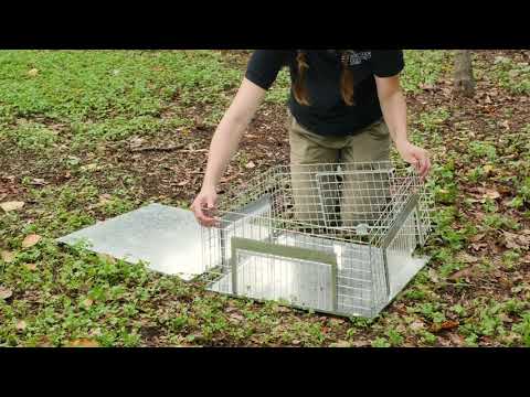 Video: Florida Frogs Flød Fra Cuba