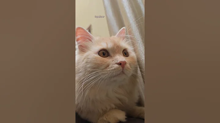 Watch the video about #Jack #Siberian kitten #Siberian cat #siberian #catlover #cat look # cat treats #catoftheday #cats
