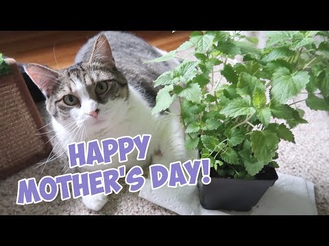 Happy Mother's Day! Stella Celebrates With A Catnip Bouquet