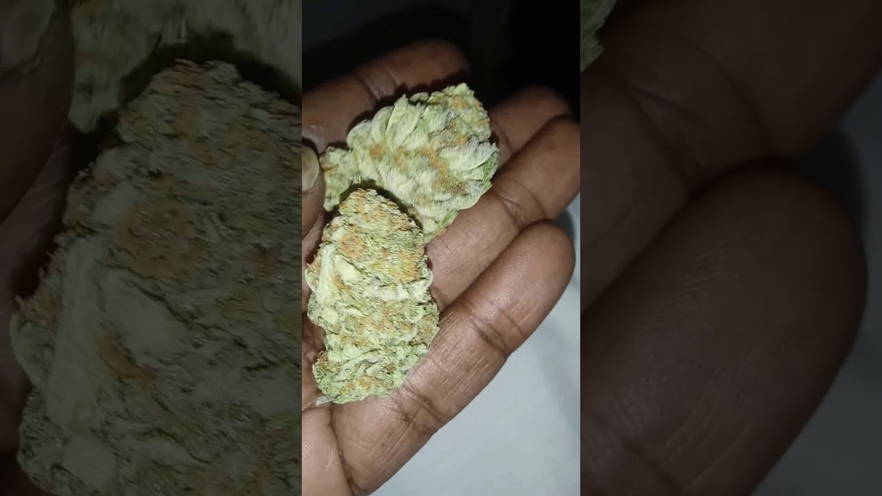 Tasty "Runts Og Dial"🌿🍬🍋🔥🔥🔥 pheno, ounce review 18yrs+