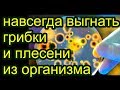 избавиться от грибов и плесени  в теле, В чем причина ПСОРИАЗА ?