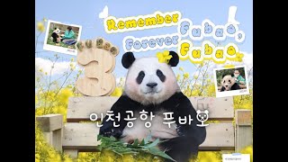 '푸바오 응원해 사랑해' AMT 인천 공항 광고 영상