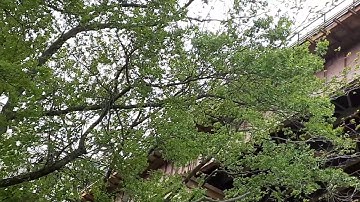 Amtrak train on hell gate bridge 5/24/2020