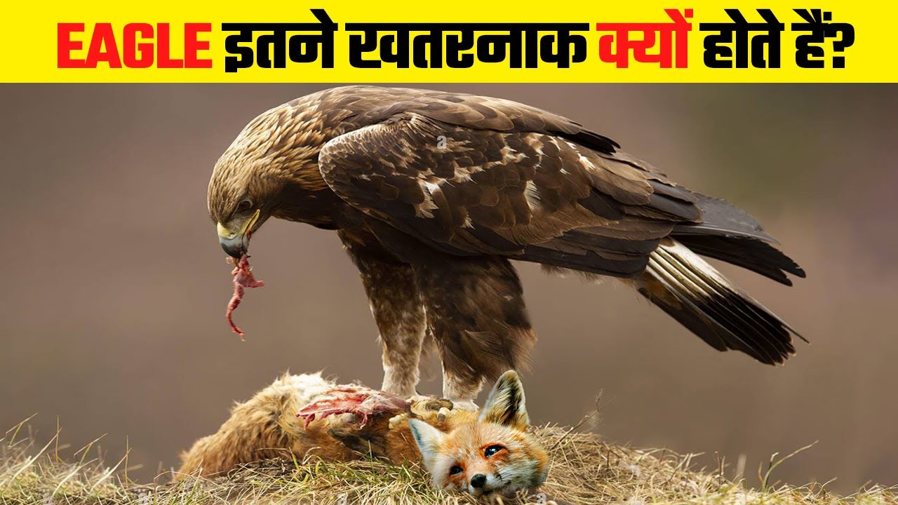 सभी ख़ौफ़ खाते है इस पक्षी से Why Eagle Attacks are So Dangerous