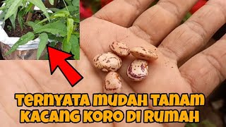 easy way to plant koro beans at home