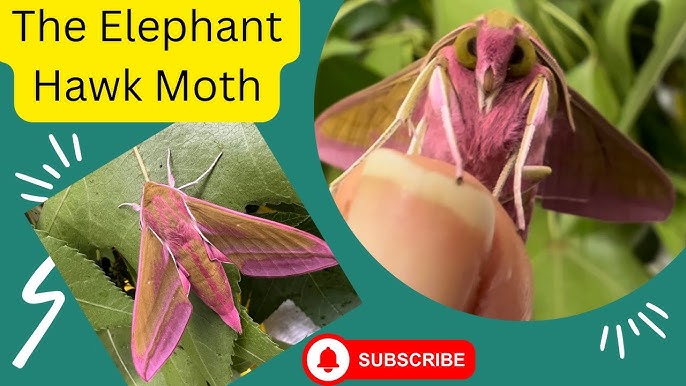 Elephant hawk-moth  The Wildlife Trusts