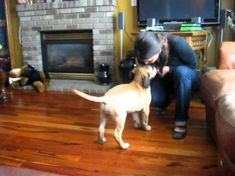 teaching-our-bullmastiff-puppy-tricks---dog-training