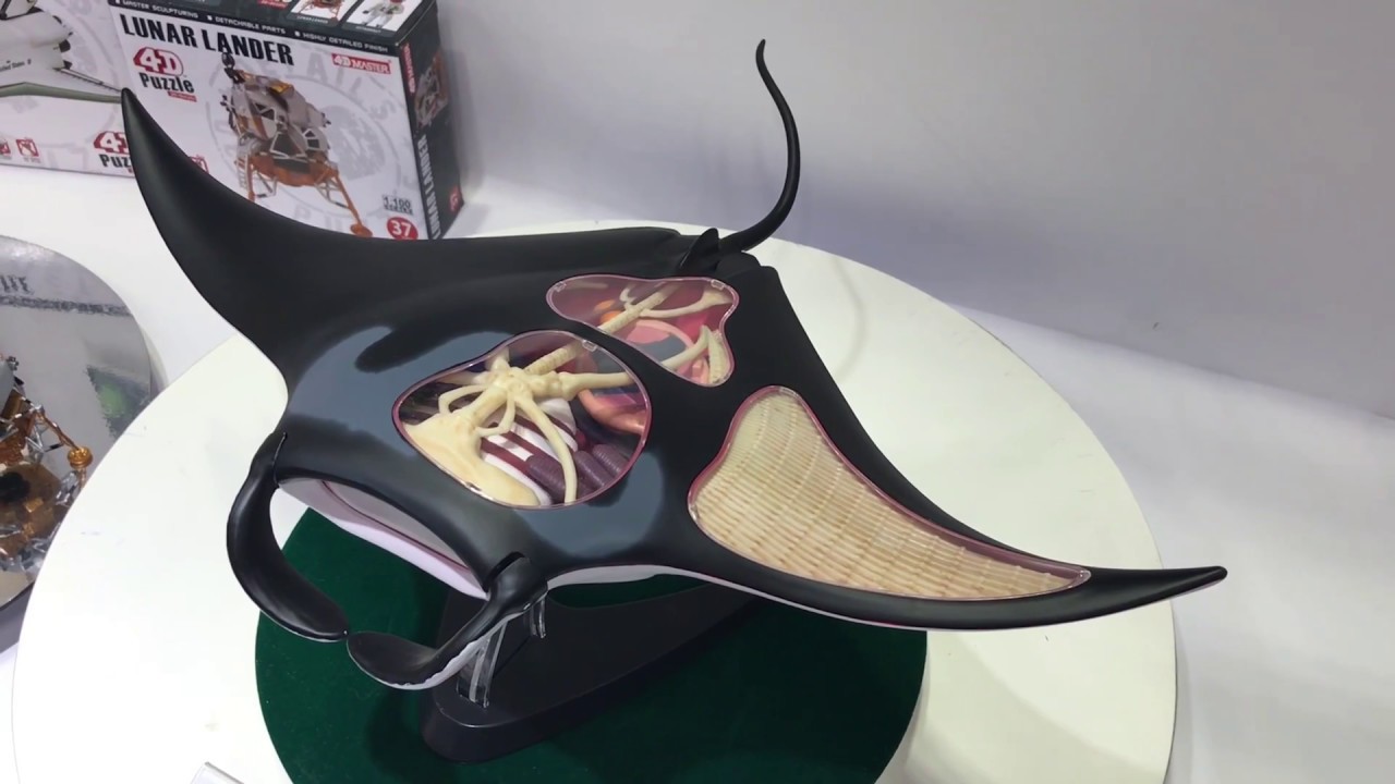 ZH2018 アオシマ 4D Vision 動物解剖モデル マンタ解剖モデル Aoshima 4d Vision Manta Dissection Model