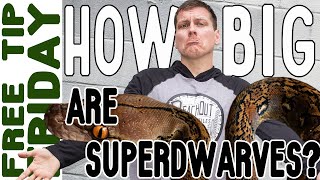 How big DOES a Super Dwarf Retic get? [What you need to know]
