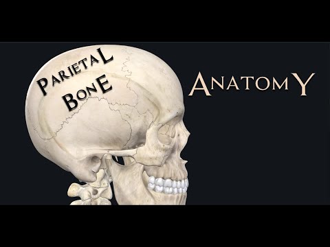 Parietal Bones Anatomy(Cranial Bones part 2)- The journey continues !!!