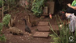 Uma grande família de Quatis visita o quintal de uma...