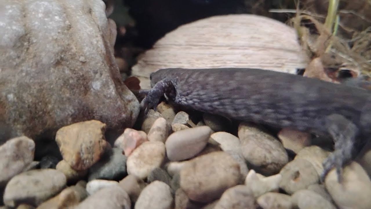 Looking for snake and salamanders