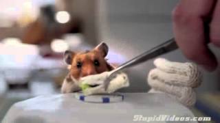 Information Tiny Hamsters Eating Tiny Burritos News