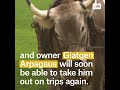The giant ox of ‘Heidi’ fame is fighting fit