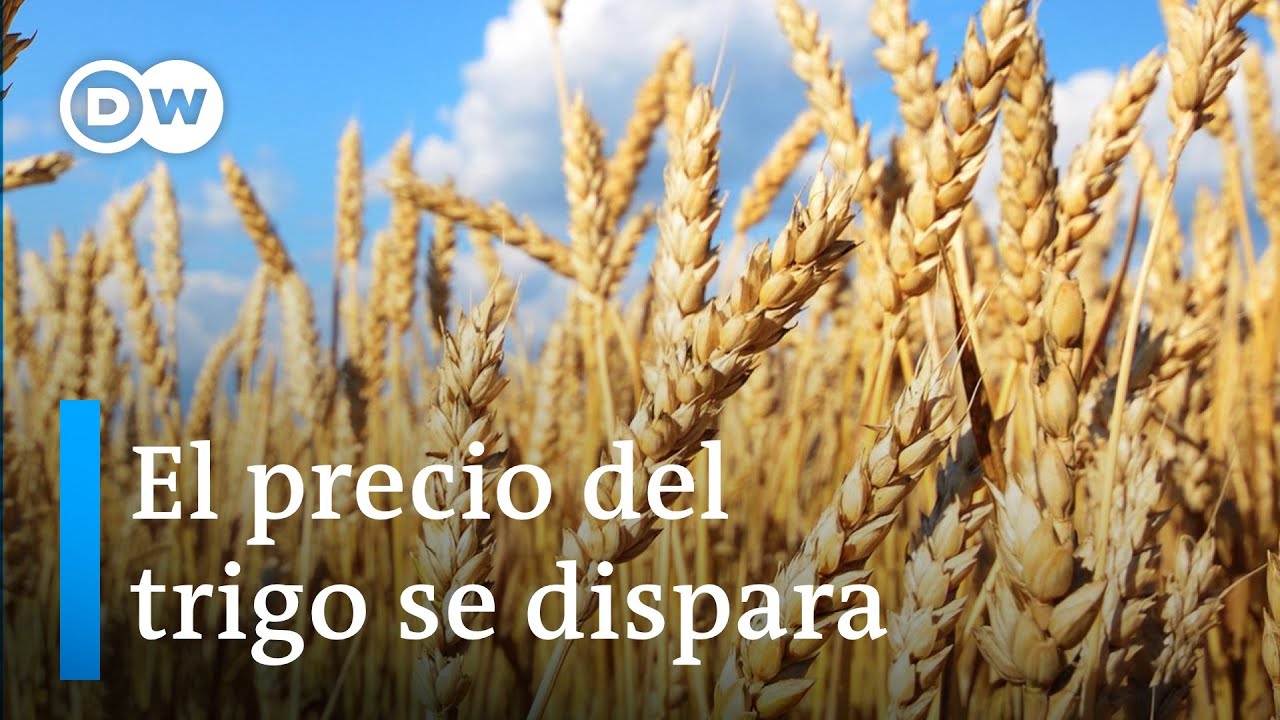 La tonelada de trigo bate récords por la invasión de Ucrania
