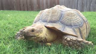 What to feed a Sulcata Tortoise/Leopard Tortoise