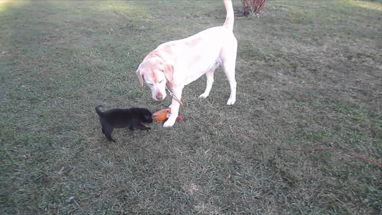 Our 6 Year Old Yellow Lab Showing Our Black Lab Puppy (Mix) The Ropes - Teach Dogs How To Fetch