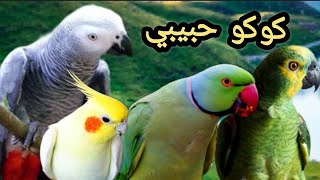 تعليم الببغاء كلمة (كوكو)  حبيبي مكررة ربع ساعة تعليم الدرة الهندي الكلام